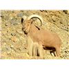 Image 1 :  New Mexico Aoudad Hunt 5-day Fully Guided