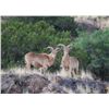 Image 2 :  New Mexico Aoudad Hunt 5-day Fully Guided