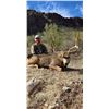 Image 3 : Trophy Coues Deer and Mule Deer Combo in Mexico Fully Guided 5-Day hunt