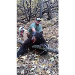 New Mexico Fall Bear hunt with hounds Fully Guided