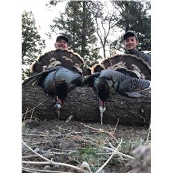 New Mexico Merriam Turkey hunt up to 2 birds