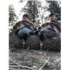 Image 1 : New Mexico Merriam Turkey hunt up to 2 birds