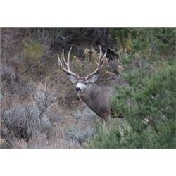 New Mexico Mule Deer hunt for 2 Hunters