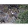 Image 1 : New Mexico Mule Deer hunt for 2 Hunters