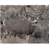 Image 2 : New Mexico Mule Deer hunt for 2 Hunters