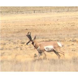 New Mexico Antelope Hunt for 2 hunters