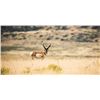 Image 2 : New Mexico Antelope Hunt for 2 hunters
