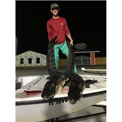 Florida Alligator up to 8'11"/ Hog Hunt
