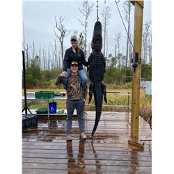 Florida Alligator up to 10'11"/ Hog Hunt