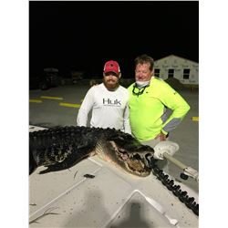 Florida Alligator up to 11'6""/ Hog Hunt