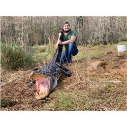 Florida Alligator up to 12'6"/ Hog Hunt