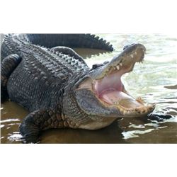 TROPHY 30-40 Year old Florida Alligator Hunt 13' and over