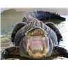 Image 2 : TROPHY 30-40 Year old Florida Alligator Hunt 13' and over