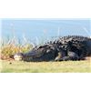 Image 3 : TROPHY 30-40 Year old Florida Alligator Hunt 13' and over