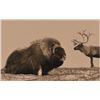 Image 2 : Greenland Musk OX and REINDEER Combo