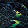 Image 2 : Eyvind Earle (1916-2000), "Three Pastures On A Hillside" Limited Edition Serigraph on Paper; Numbere