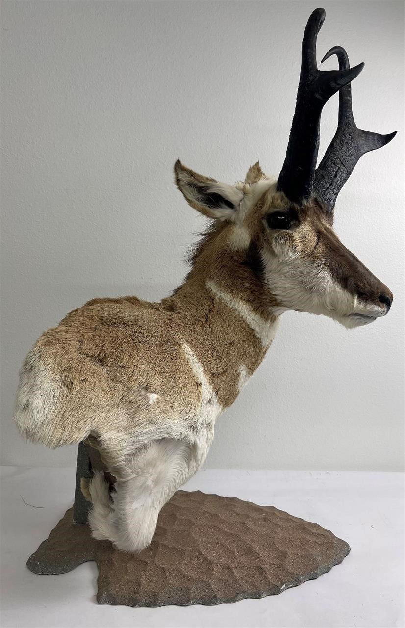 Large Montana Taxidermy Antelope Pedestal Mount