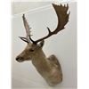 Image 1 : Jonas Brothers Fallow Deer Taxidermy Mount