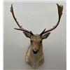 Image 2 : Jonas Brothers Fallow Deer Taxidermy Mount