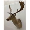 Image 3 : Jonas Brothers Fallow Deer Taxidermy Mount