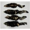 Image 2 : Lot of Montana Taxidermy Skunks w/ Claws #1