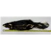 Image 2 : Very Large Montana Taxidermy Skunk w/ Claws
