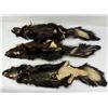 Image 2 : Lot of Montana Taxidermy Skunks w/ Claws #4