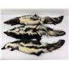 Image 1 : Lot of Montana Taxidermy Skunks w/ Claws #5
