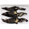 Image 2 : Lot of Montana Taxidermy Skunks w/ Claws #5