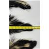 Image 2 : Lot of Montana Taxidermy Skunks w/ Claws #6
