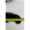 Image 2 : Lot of Montana Taxidermy Skunks w/ Claws #7