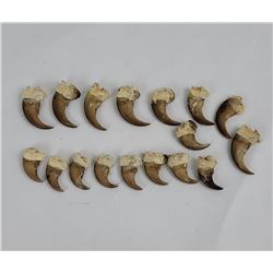 Lot of 17 Montana Black Bear Claws