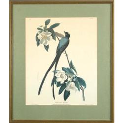 Robert Havell, ?Forked- Tail Flycatcher?, #1516938