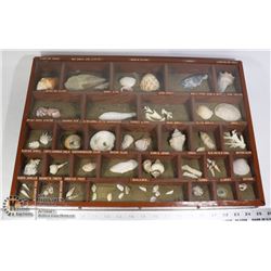 SEA SHELL DISPLAY WITH LABELS