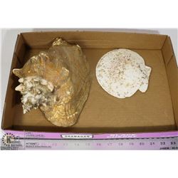CONCH AND SCALLOP SHELL