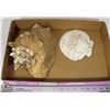 Image 1 : CONCH AND SCALLOP SHELL