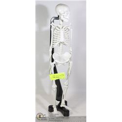 SMALL SKELETON MODEL WITH STAND