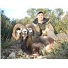 Image 4 : 4-day Iberian Mouflon Sheep Hunt with Eurohunts Spain S.L. - Spain is open for vaccinated Americans