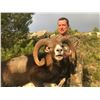 Image 5 : 4-day Iberian Mouflon Sheep Hunt with Eurohunts Spain S.L. - Spain is open for vaccinated Americans