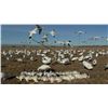 Image 4 : Four Fly Ways Snow Goose hunt for 7