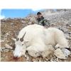 9-day BC Canada Mountain Goat hunt with Terminus Mountain Outfitters