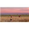 Image 3 : Idaho Youth and Adult Pheasant Hunt with South Hills Lodge