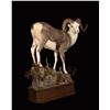 Image 2 : Lifesize Taxidermy mount of sheep, goat, or ibex from Monarch Taxidermy