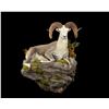Image 5 : Lifesize Taxidermy mount of sheep, goat, or ibex from Monarch Taxidermy