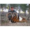 Image 1 : 4-day Mouflon Sheep Hunt in Spain with ESPACAZA - Spain is open for vaccinated American hunters