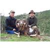 Image 4 : 4-day Mouflon Sheep Hunt in Spain with ESPACAZA - Spain is open for vaccinated American hunters