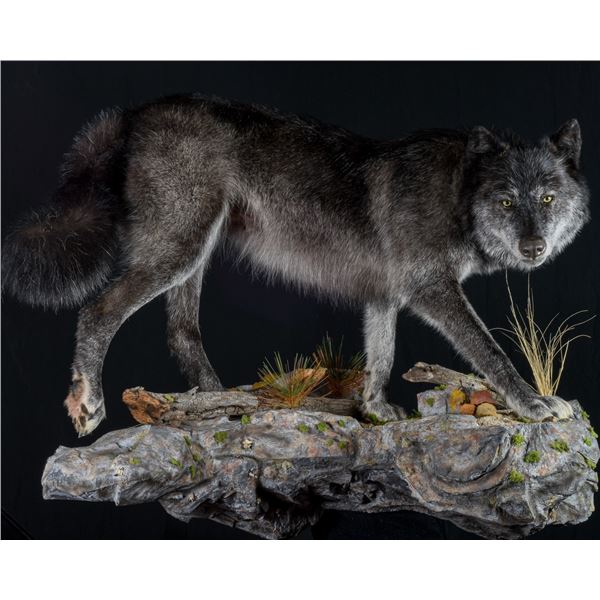 $500 certificate towards Taxidermy with Imperial Taxidermy