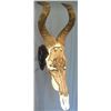 Image 2 : Nevada Grassie Skull Carving - NEW--  JUST ADDED.  TEXAS AOUDAD HUNT FOR WINNER OF SKULL CARVING