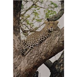 MATTHEW GREEFF: 5-Day Big-Five Photo Safari for Two Guests in South Africa