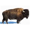 Image 1 : PHILMONT SCOUT: 3-Day American Bison Hunt for One Hunter and One Non-Hunter in New Mexico - Includes